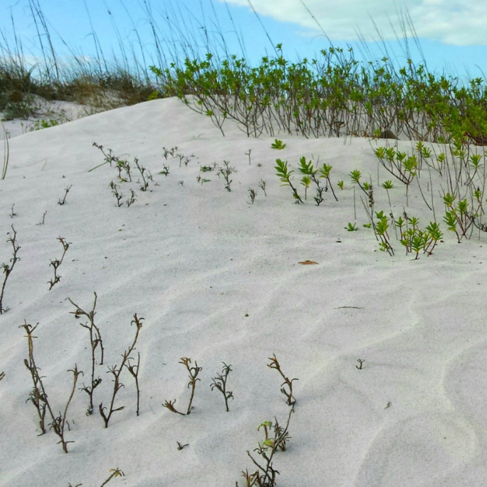 Meet your Posher, Alexandria